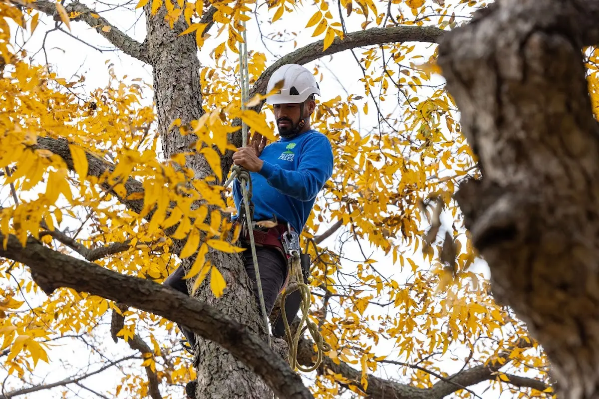 Skilled Tree Pruning crew working in Anderson Island
