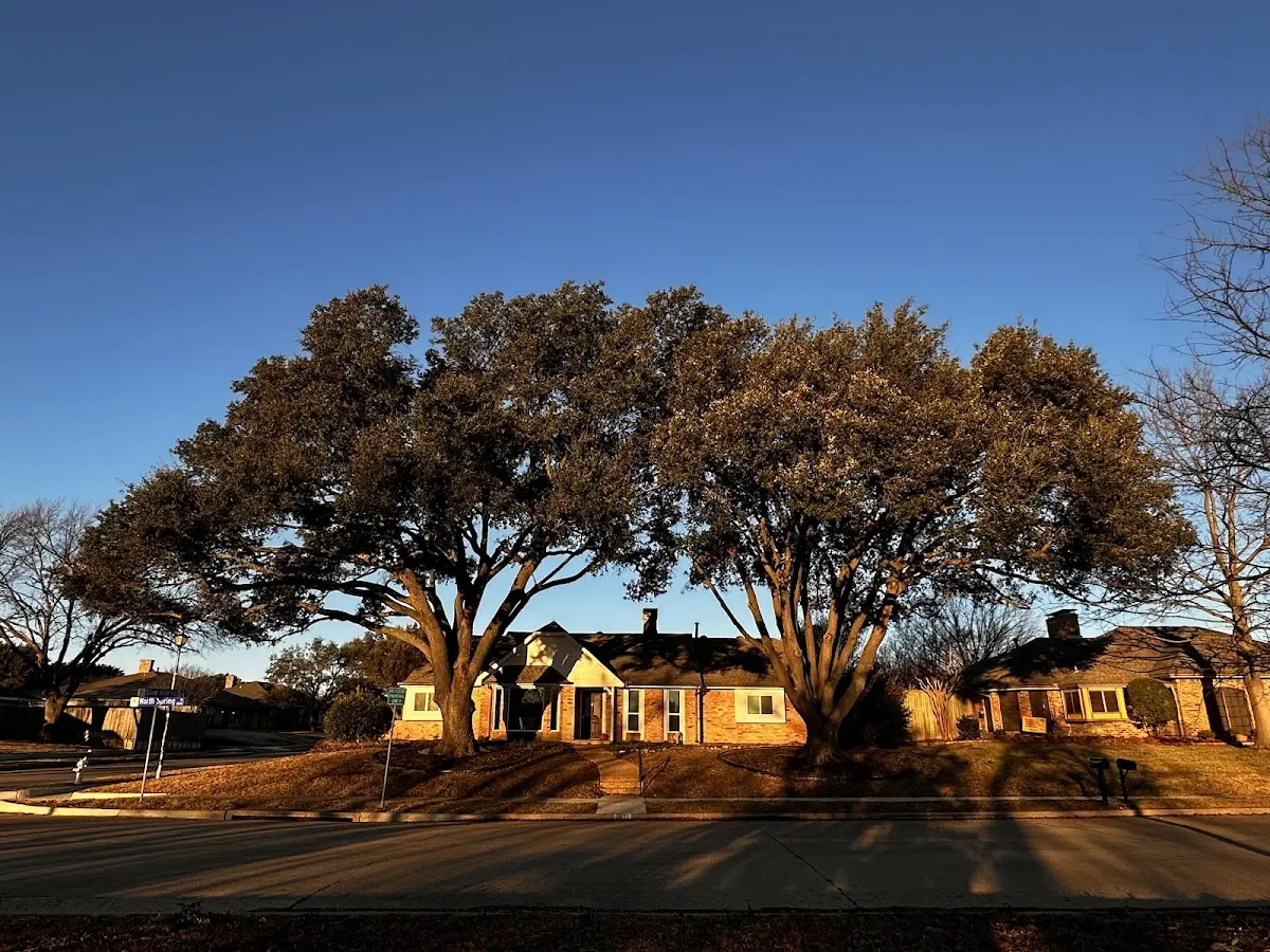 Established residential canopy tree shading a home in Anderson Island